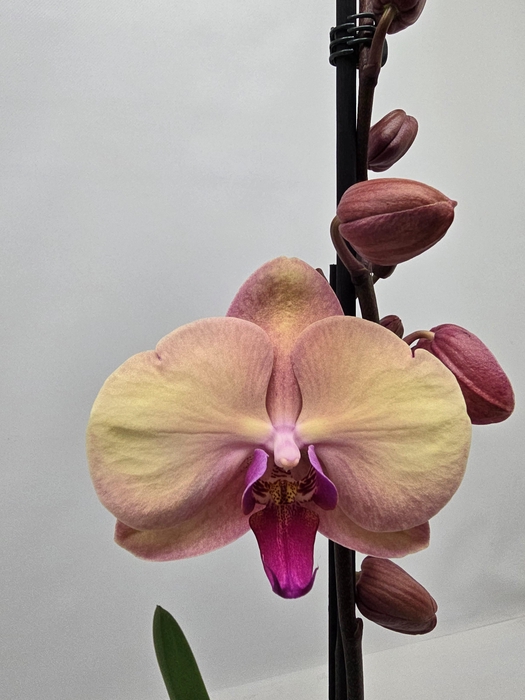 <h4>Limited 20 week 7</h4>