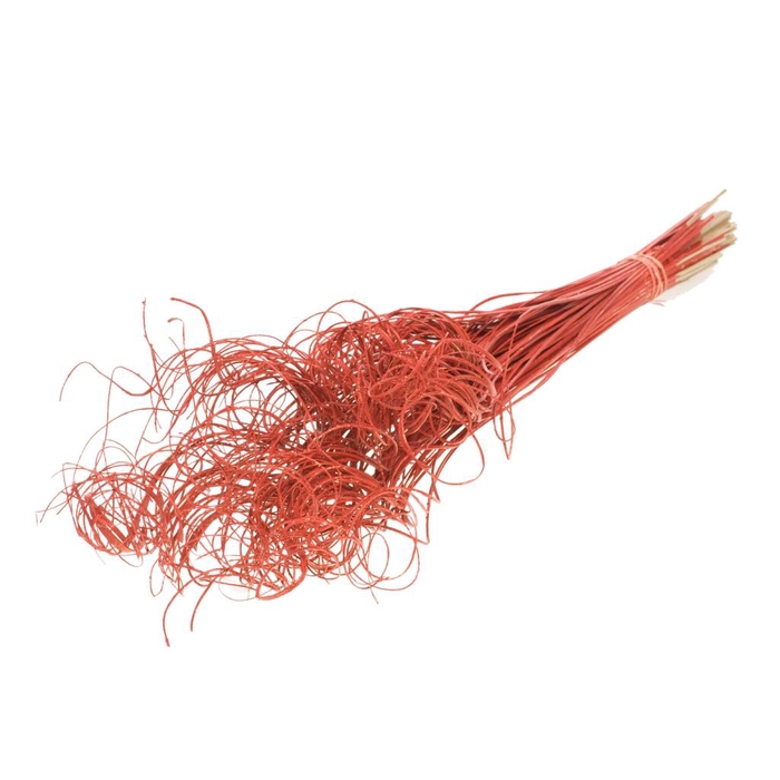 <h4>Curly Ting Red Red Glit</h4>