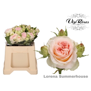 R TR LORENA SUMMERH