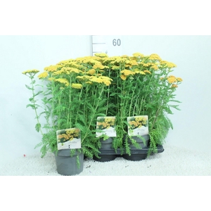 Achillea millef.