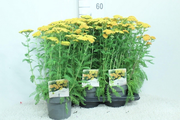 <h4>Achillea millef.</h4>