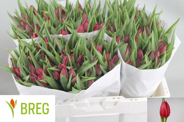 <h4>TU EN PALLADA</h4>