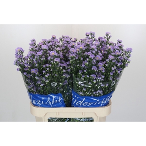 Aster Cassandra