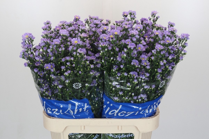 Aster Cassandra