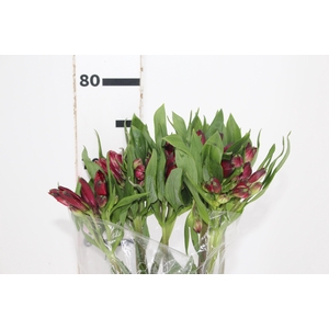 ALSTROEMERIA GALERAS 080 CM