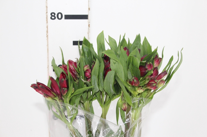 <h4>ALSTROEMERIA GALERAS 080 CM</h4>