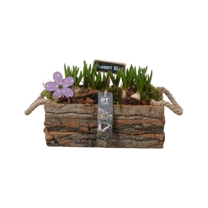 PTMB1131 Arrangement Muscari in hout kist