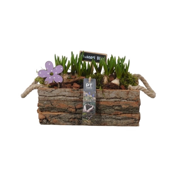 <h4>PTMB1131 Arrangement Muscari in hout kist</h4>