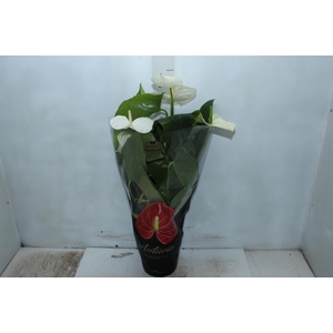 ANTHURIUM ALASKA P17 PREMIUM