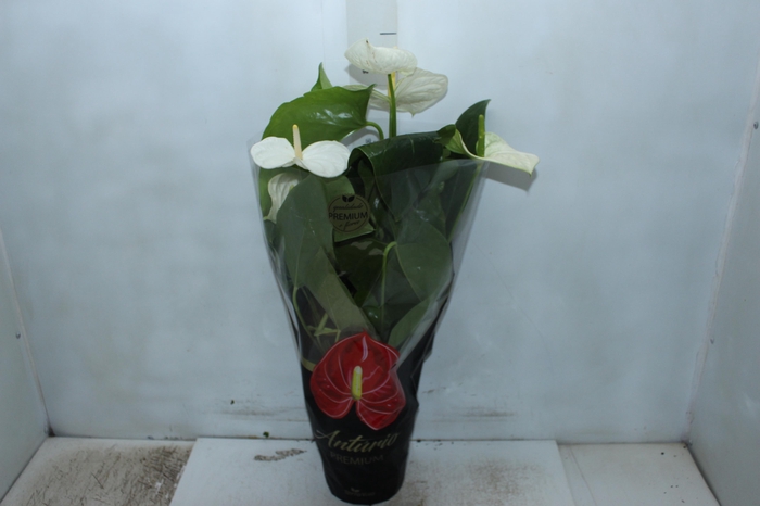 <h4>ANTHURIUM ALASKA P17 PREMIUM</h4>