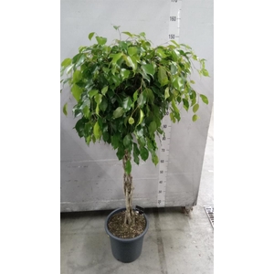 Ficus benja. 'Exotica'