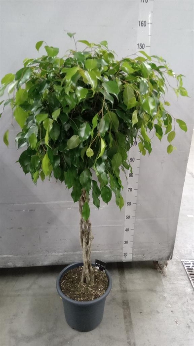 <h4>Ficus benja. 'Exotica'</h4>