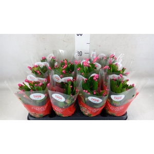Schlumbergera   ...