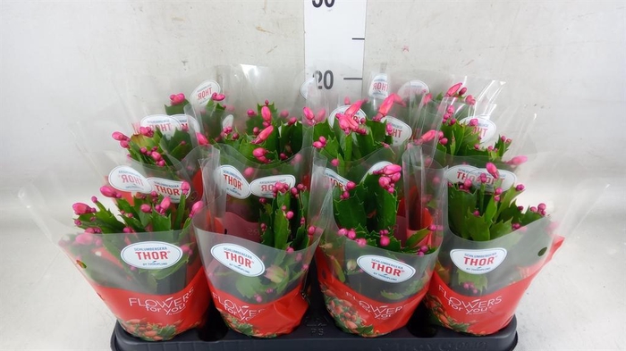 <h4>Schlumbergera ...</h4>