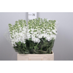 Matth Aida White