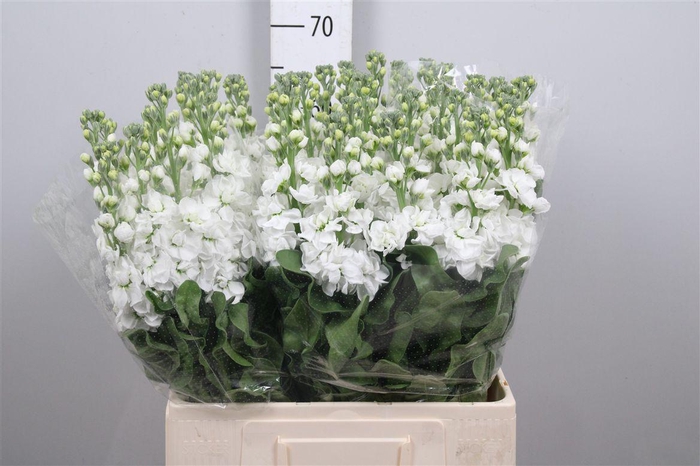 <h4>Matth Aida White</h4>