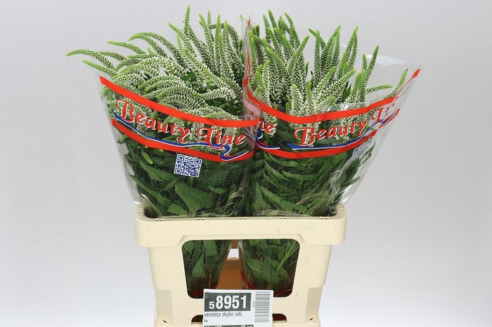 <h4>Veronica Skyler White</h4>