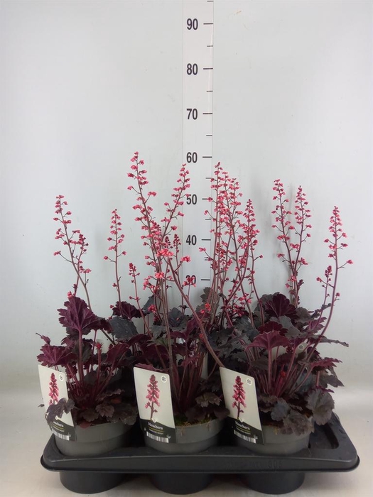 <h4>Heuchera   ...</h4>