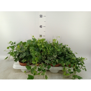Hedera helix   ...mix 3