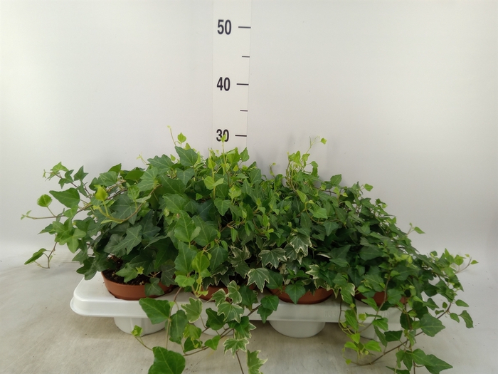 <h4>Hedera helix   ...mix 3</h4>