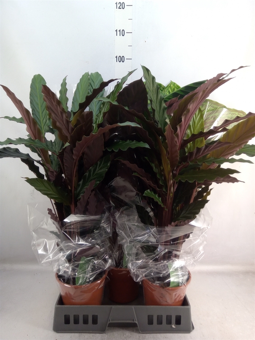 <h4>Calathea   ...mix</h4>