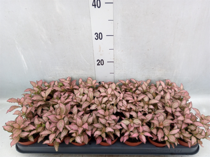 <h4>Fittonia  'Mosaic Pink Forest Flam'</h4>