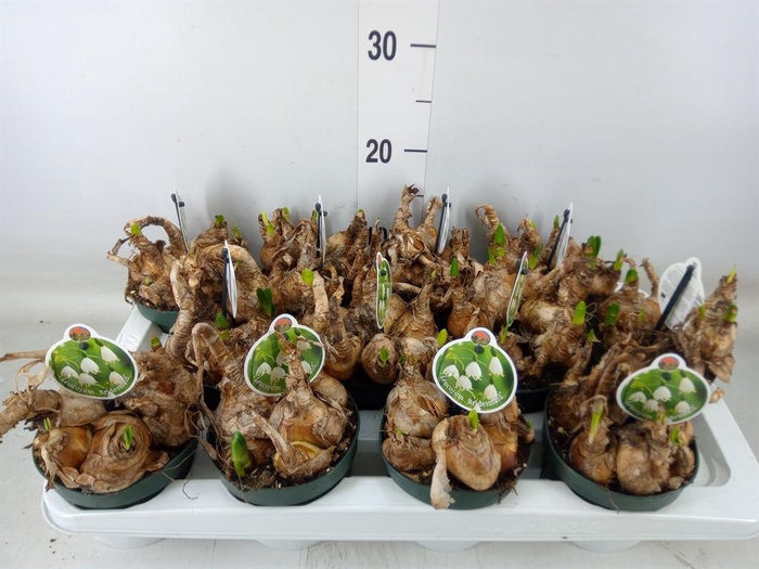 <h4>Leucojum aestivum</h4>