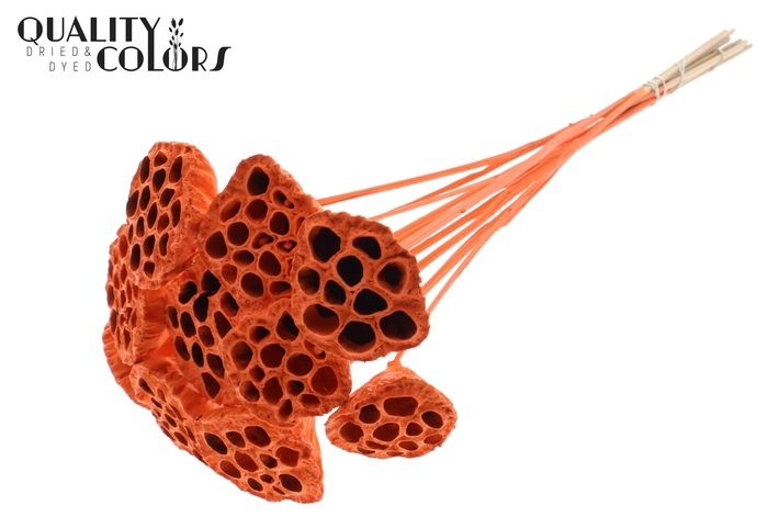 Lotus 5-7cm on stem Covered Orange