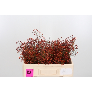Rosa Prinsberry Oran