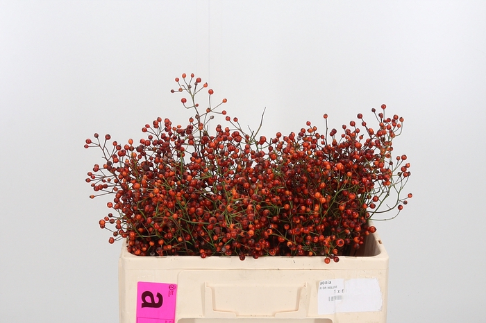 <h4>Rosa Prinsberry Oran</h4>