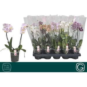 PHAL MIX MULTIFLORA 2 TAK
