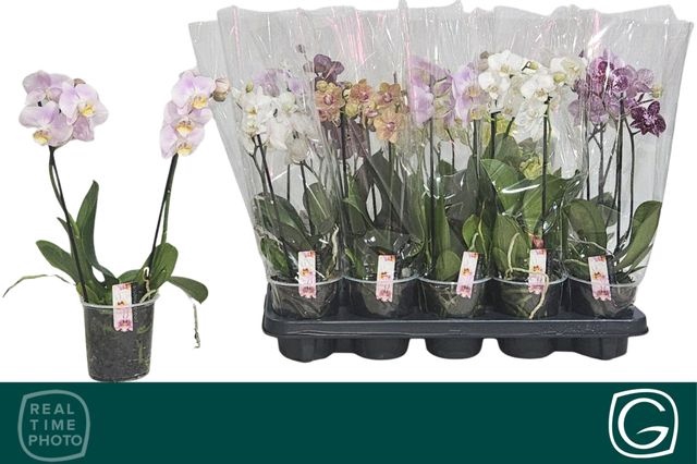 <h4>PHAL MIX MULTIFLORA 2 TAK</h4>