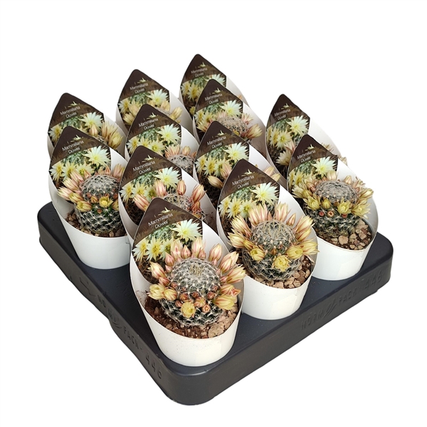 <h4>MAMMILLARIA DUWEI - POT Ø 6,5 WITH POTCOVER (SUCCULENTEN)</h4>