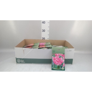 .Tulipa (bulbe)