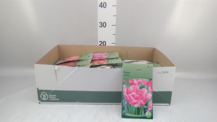 <h4>.Tulipa (bulbe)</h4>