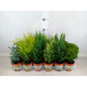 Conifers   ...mix
