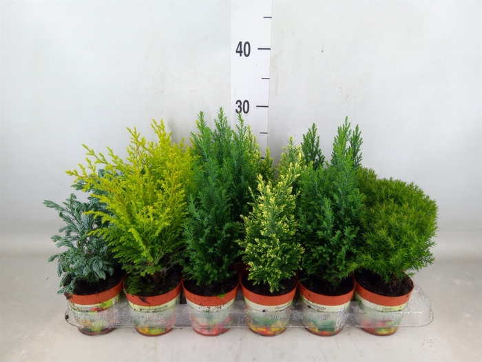 <h4>Conifers   ...mix</h4>
