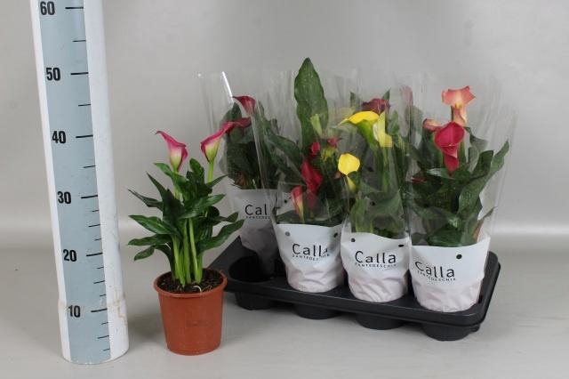 <h4>ZANT GEM 5 KL</h4>