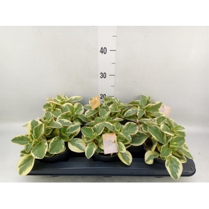 Peperomia obt. 'Obtipan Bicolor'