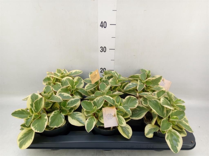<h4>Peperomia obt. 'Obtipan Bicolor'</h4>