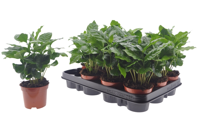 <h4>COFFEA ARABICA</h4>