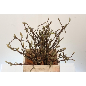 MAGNOLIA GRANDIFLORA