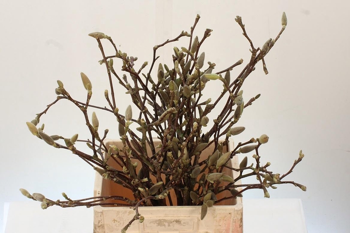 <h4>MAGNOLIA GRANDIFLORA</h4>