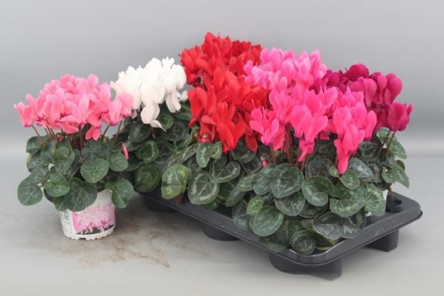 <h4>CYCL GR SUP XL</h4>