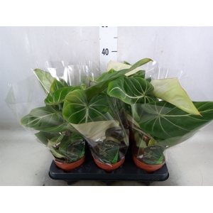 Philodendron gloriosum