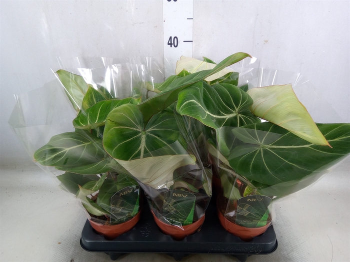 <h4>Philodendron gloriosum</h4>