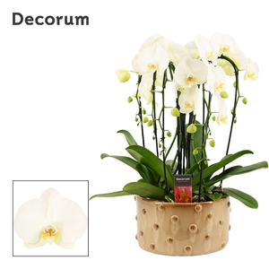 Belle cascade 6 tak symphony white (Deco-collection)