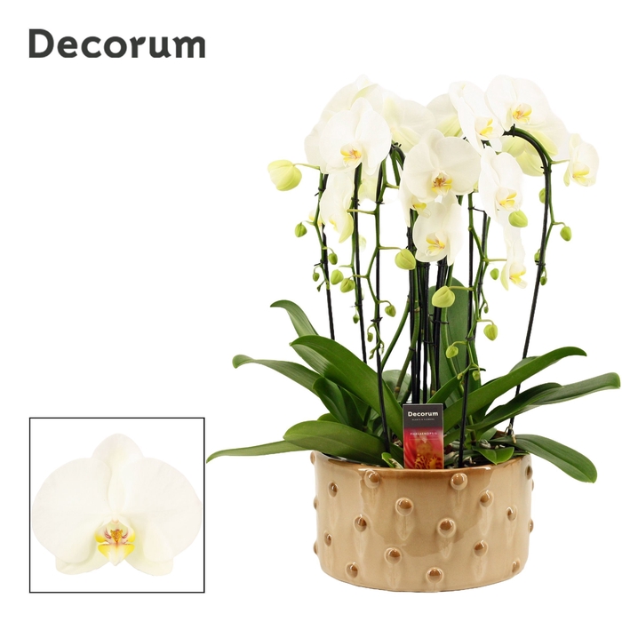 <h4>Belle cascade 6 tak symphony white (Deco-collection)</h4>