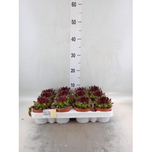 Sempervivum   ...
