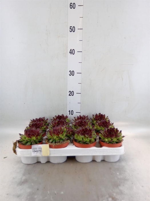 <h4>Sempervivum   ...</h4>